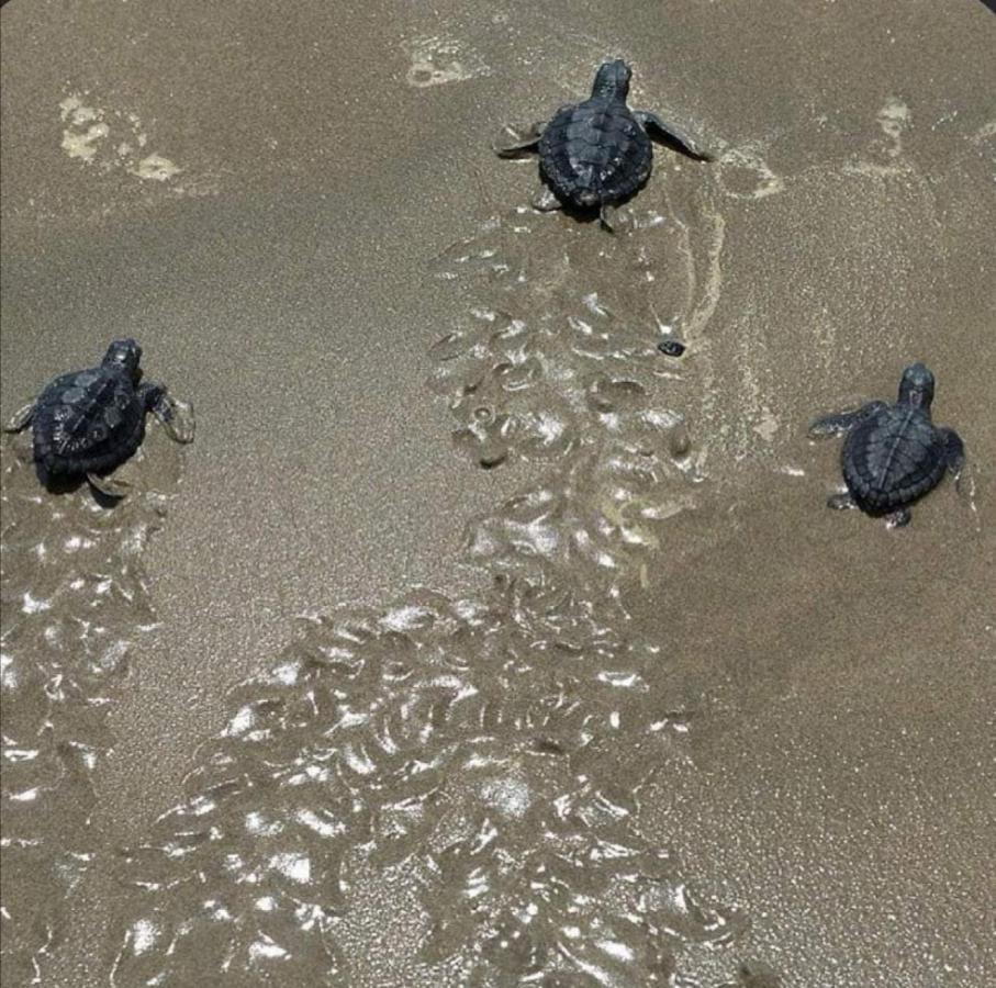 Turtle Guest House Σουρ Εξωτερικό φωτογραφία