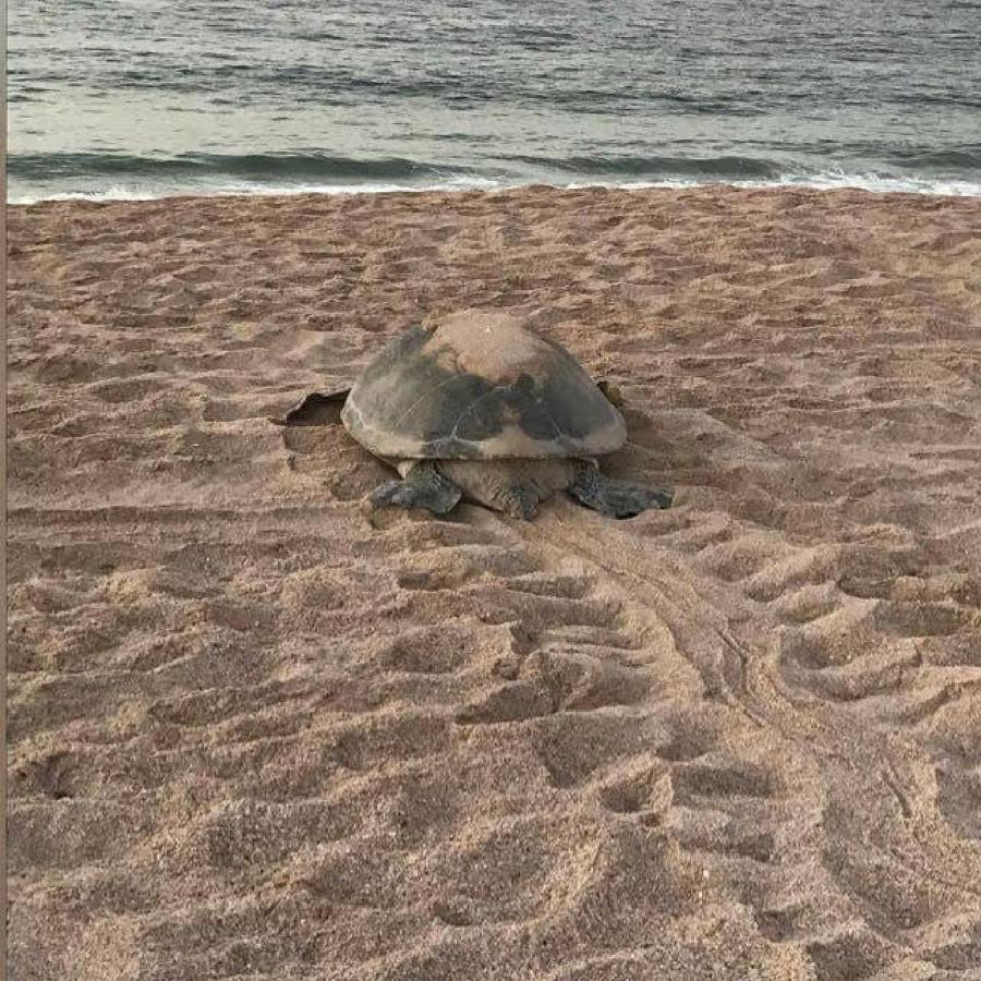 Turtle Guest House Σουρ Εξωτερικό φωτογραφία