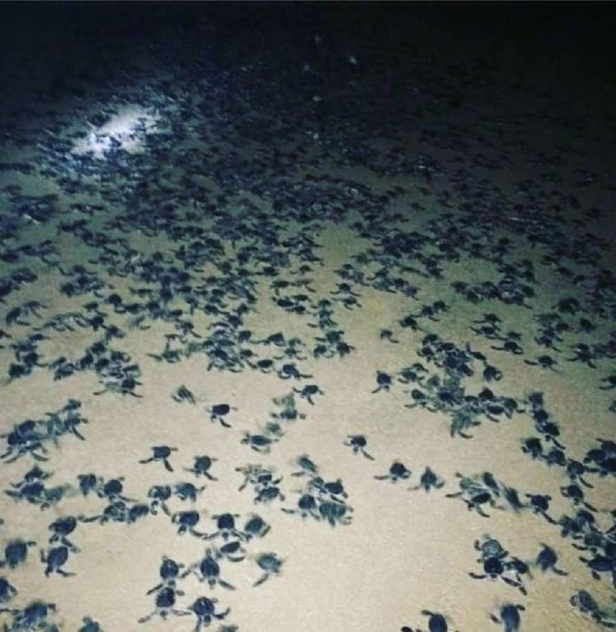 Turtle Guest House Σουρ Εξωτερικό φωτογραφία