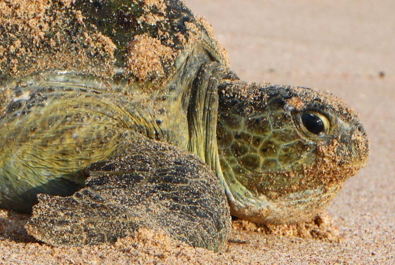 Turtle Guest House Σουρ Εξωτερικό φωτογραφία